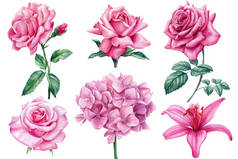 水彩艳丽的水彩花，百合花和玫瑰，一套设计元素，在孤立的白色背景上
