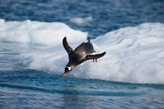 基因企鹅从冰里跳到水里