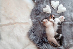 情侣小猫咪共睡在灰色绒毛格子花上，上面有心形符号。两只猫舒服地睡在拥抱中，在家里放松。小猫宠物动物平躺在情人节横幅复制空间.
