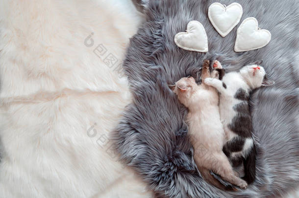 <strong>情侣</strong>小<strong>猫咪</strong>共睡在灰色绒毛格子花上，上面有心形符号。两只猫舒服地睡在拥抱中，在家里放松。小猫宠物动物平躺在情人节横幅复制空间.