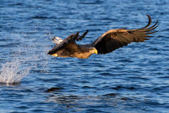 挪威弗拉特汉格，白尾海鹰（Haliaeeetus albicilla）正在飞行、狩猎和捕鱼