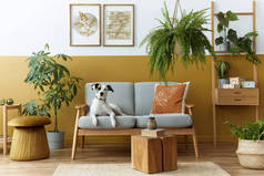 客厅内饰时尚时尚，配有设计家具、金袋、植物、模型招贴画框、地毯、饰品和漂亮的狗躺在舒适的家居装饰沙发上。模板.