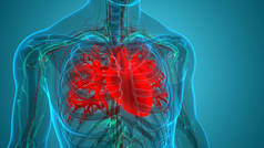 人类循环系统心脏解剖。3D