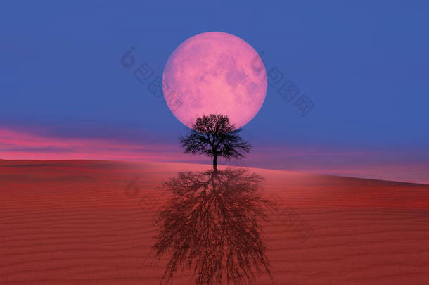月蚀中的孤零零的<strong>枯树</strong>，前景一片沙丘- - NASA提供的这张照片的<strong>元素</strong>.