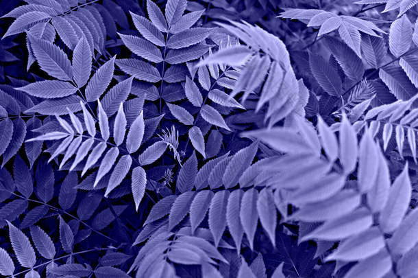 紫罗兰色植物背景，蓝叶罗纹小枝在2022年流行色彩中的特写非常逼真的复制空间，自然美，色调柔和，墙纸，有选择的焦点