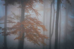 秋天,浓雾弥漫在黑暗的森林里.美丽的自然景观。阳光穿过树林.