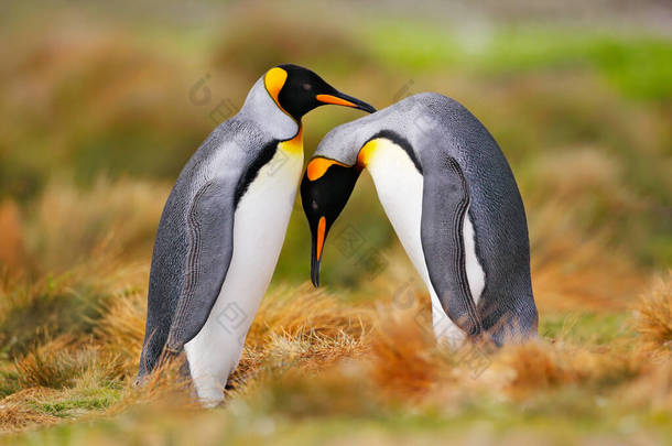 Bird love in nature. King penguin couple cuddling, wild nature. Two penguins making love in the gras