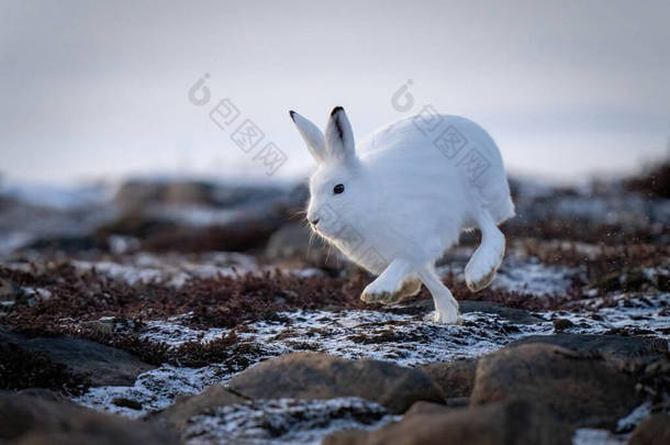 Arctic hare races past rocks on tundra