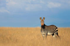 山斑马 （equus 斑马） 在空旷的草原、 山区斑马国家公园、 南非