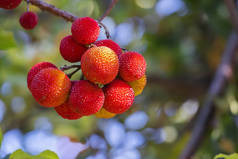 草莓树的果实被用来配制果酱、芒果等水果和一些酒精饮料.