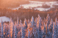 冬天，在雪地的森林里，冷杉树梢上美丽的粉色黎明