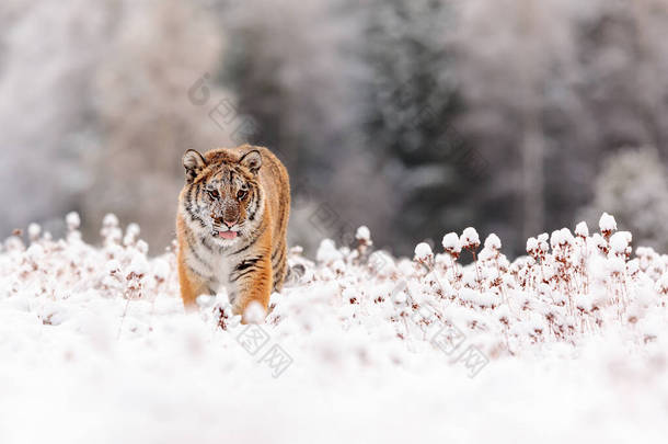 西伯利亚虎，黑豹，黑豹，穿过雪景