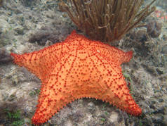 加勒比海浅水中的橙色海星