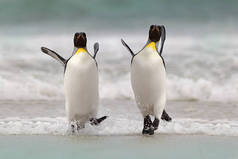 野鸟在水里大金企鹅游过福克兰群岛的海洋后，从蓝色的水里跳了出来。大自然的野生动物场景。来自海洋的有趣图像.