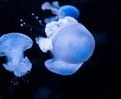 刺五加水母（Phyllorhiza punctata jellyfish），又称浮钟鱼，澳大利亚斑水母、褐色水母或白色水母。