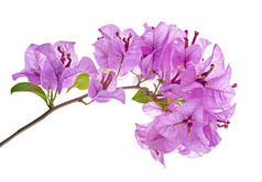 紫苏花，纸花，紫苏花，白色背景，有剪枝路径
