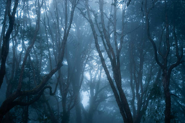 晨雾茂密的森林美丽的自然景观户外