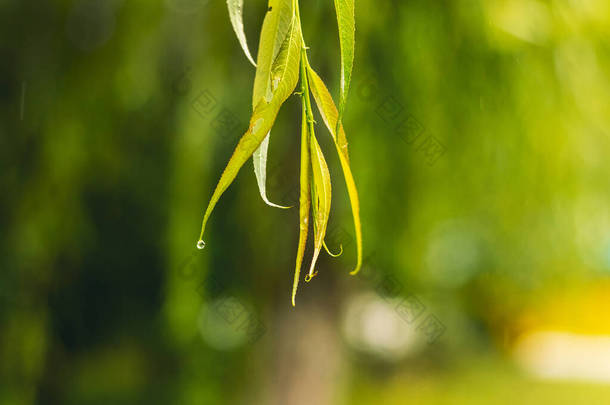 在雨中挂<strong>柳叶</strong>.湿<strong>柳叶</strong>上的雨滴