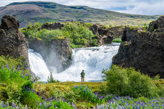 冰岛Thjorsardalur山谷Hjalparfoss瀑布的摄影师和花卉场。著名的Hjalparfoss瀑布上美丽的冰岛景观和阿拉斯加红松花田
