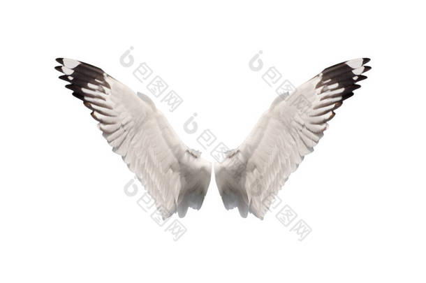在白色背景上隔离的翅膀鸟.剪开的小径