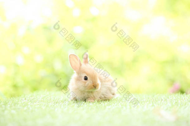 春天里,在绿草上,以天然山楂为背景,可爱的小兔子.年轻可爱的兔子在花园里玩耍。春天公园里可爱的宠物.