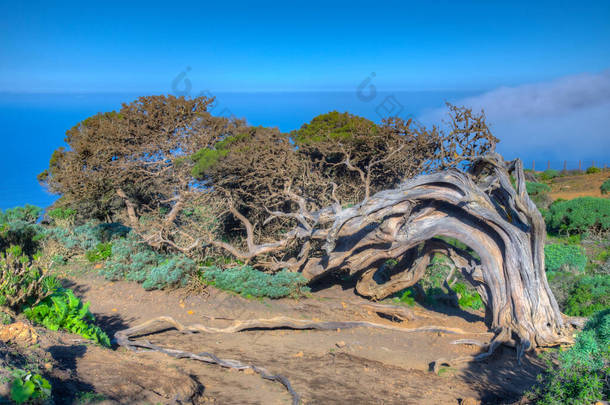 西班牙加那利群岛El Hierro岛El Sabinar的风弯杜<strong>松子树</strong>.