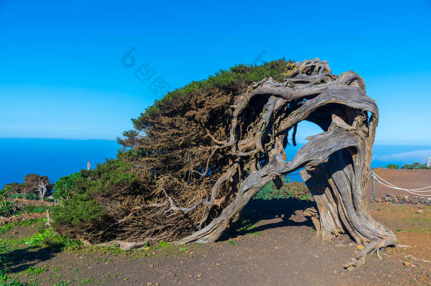 西班牙加那利群岛El Hierro岛El Sabinar的风弯杜松子树.