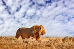 有鬃毛的狮子在纳米比亚的埃托沙。非洲狮子在草丛中行走，夜色明媚，蓝天白云斑斓。大自然的野生动物场景。栖息地内的动物.