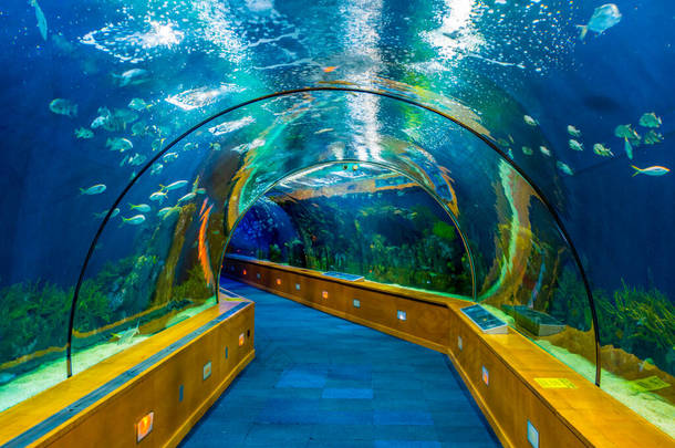 在水族馆的隧道的看法提供近看在海洋世界.