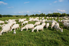 牧场上成群的农场山羊.畜牧业和农业概念