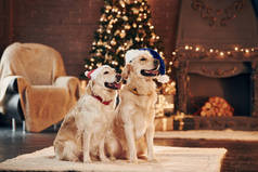 圣诞节的概念。两个可爱的金毛猎犬一起在家里庆祝新年.