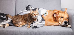 快乐的红姜狗和可爱的混合品种的肥猫在舒适的格子呢格子布下。在寒冷的冬季,家养的动物在黑白毛毯下取暖.宠物的友谊宠物护理概念.