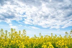 一片艳丽的黄花油菜在饥饿的乡村，春天的风景