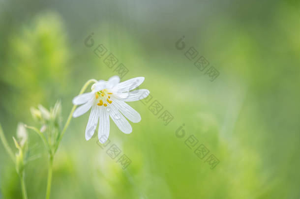 在草地上有一朵小小的白花