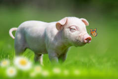 农场春绿草地上的小猪宝宝，鼻子上有蝴蝶