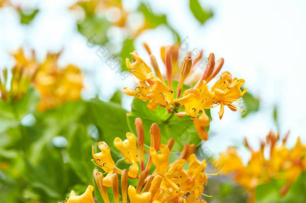 开花结果的黄色金银花布什。花黄色的Honeysuckle (Woodbine) 。日本金银花，俗称日本金银花和金银花