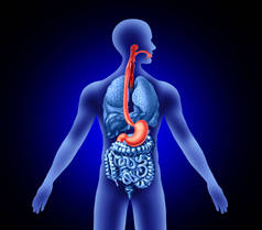 食人者和胃的概念与气管作为人体器官代表吞咽或喉头酸痛和消化症状与三维图解元素.
