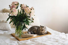 纯正可爱的苏格兰猫，花瓶里插着花束白色粉红的牡丹花，在床上翻开一本书。在家里床上静坐着生活的细节。读书和休息。舒适的家