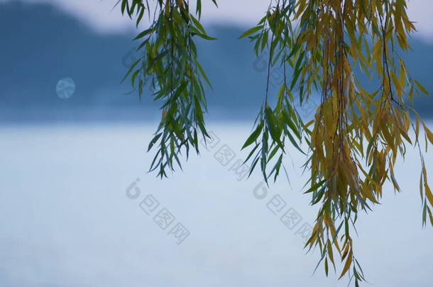 平静湖底的柳树枝条.碧绿的黄叶枝条挂在蓝色的水面上.观塘上五彩斑斓的树叶美丽的景色.市区公园无风秋天气.