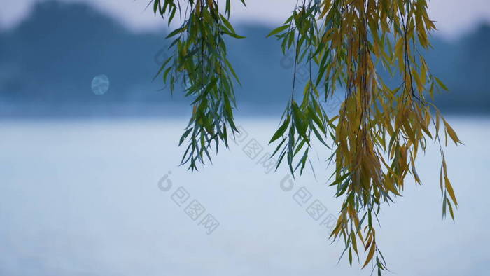 平静湖底的柳树枝条.碧绿的黄叶枝条挂在蓝色的水面上.观塘上五彩斑斓的树叶美丽的景色.市区公园无风秋天气.