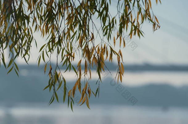 五彩缤纷的柳树矗立在城市桥的背景图上.绿黄的枝条挂在平静的湖面上.静谧的风景,金秋自然美丽的公园.平静的概念.