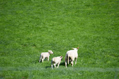 两只幼羊选择性地在绿色的草地上啃食青草，它们是四足反刍动物，通常作为牲畜饲养，在荷兰农村的田里吃羊肉.
