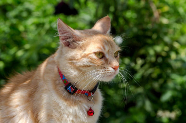 和宠物一起走红猫，家猫，坐在绿草近旁