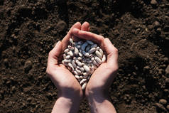 在黑土的背景上满是豆子的棕榈.收获、播种公司或农业的概念。全球粮食危机.