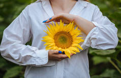 yellow sunflower in the hands of a girl