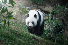 可爱的熊猫小熊走在夏季环境的肖像