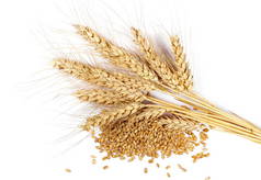 小麦和谷物分离白色背景，顶视图上的耳朵