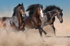 美丽的马群奔跑驰骋在沙漠尘埃对日落天空