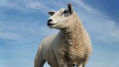 一幅特写镜头，描绘一只在农场外放羊的纹理羊