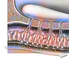 The organ of olfaction with the olfactory bulb, supporting cells. .